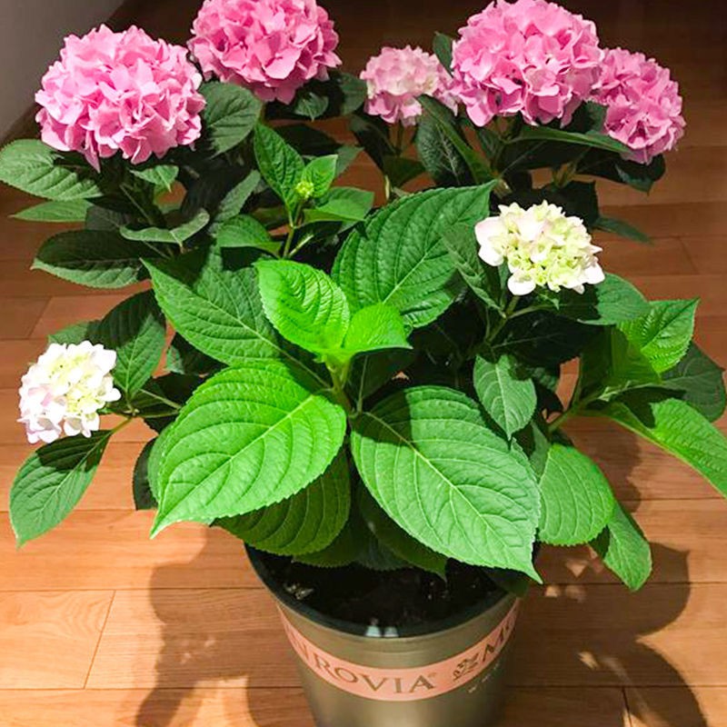 台灣 樹苗無盡夏繡球耐寒10年老樁花苗盆栽八仙花大花卉室內花陽臺庭院植物 蝦皮購物