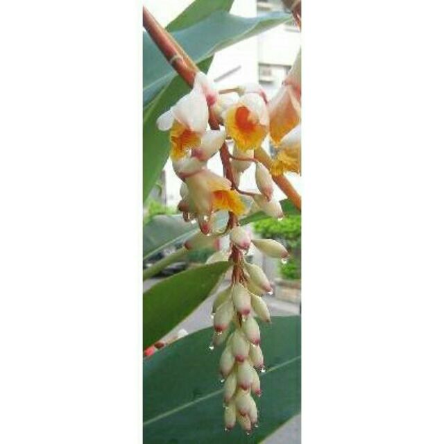 蝦皮購物 花得更少買得更好