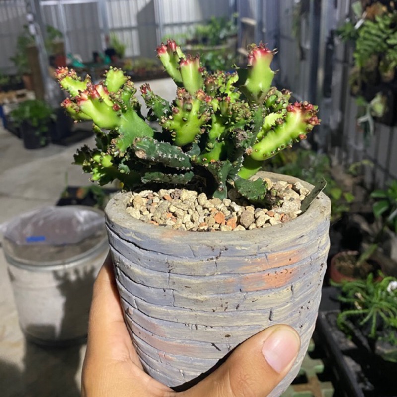 多肉植物 彩雲閣石化 Euphorbia Trigona 蝦皮購物