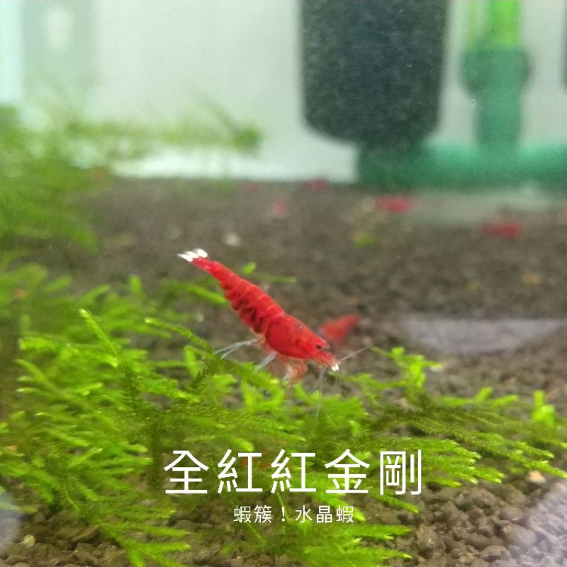 【蝦簇】全紅 紅金剛_水晶蝦 水晶蝦