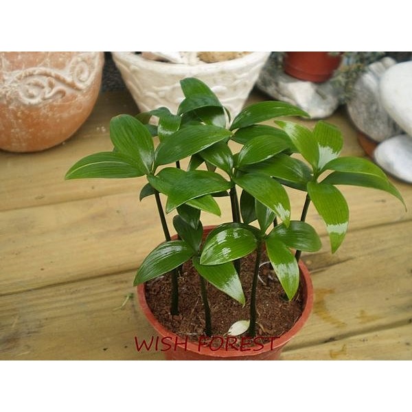 Wish Forest 觀葉植物 竹柏 日式招財避邪植栽 耐陰性佳 辦公室盆栽小品 蝦皮購物