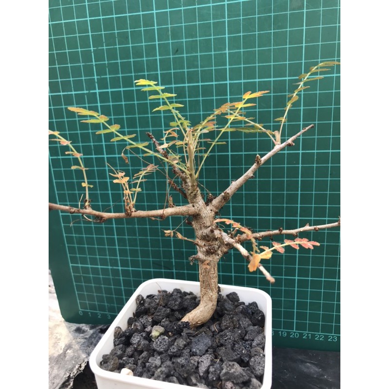 尼哥乳香boswellia Neglecta 乳香木 蝦皮購物
