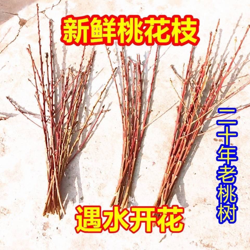 插花瓶小花瓶玻璃花瓶花瓶干枝遇水開花新鮮桃樹枝插花瓶帶花苞真花辟邪鎮宅轉裝飾運去晦氣 蝦皮購物