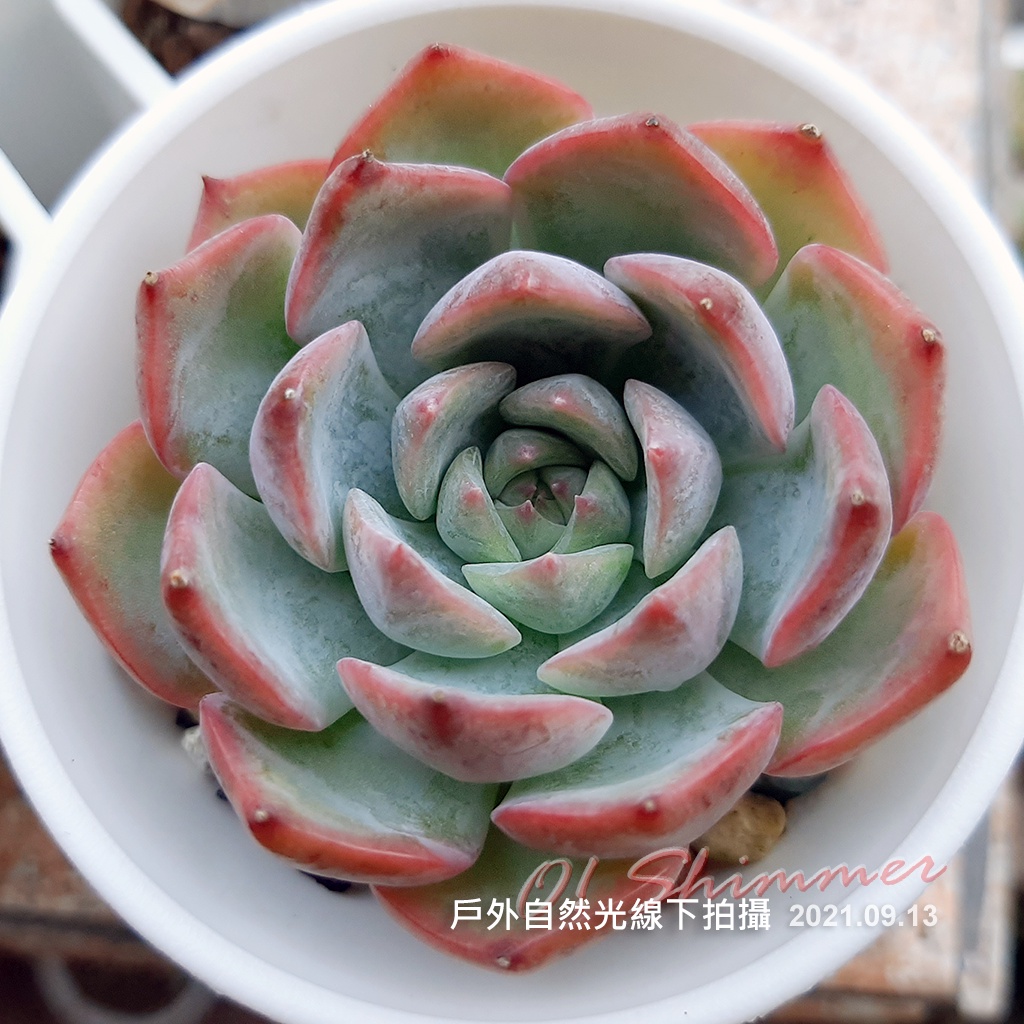 淨 私隅 21秋冬最推潛力新美品韓國進口多肉植物e屬凱拉麗恩凱麗拉恩好美好照顧夏天就紅邊邊了乾乾淨淨的仙女一枚