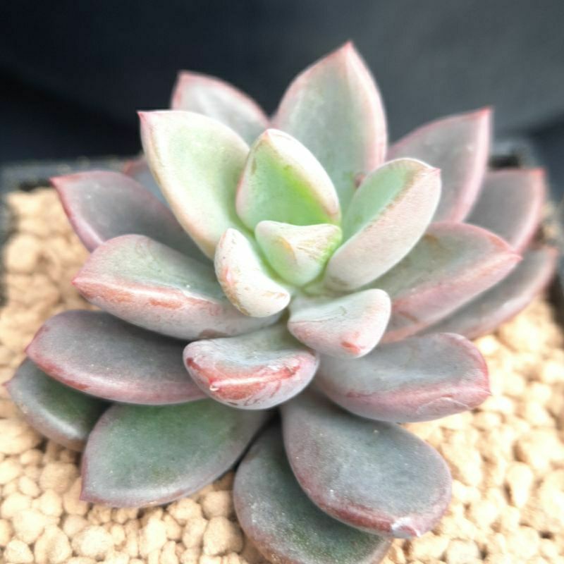 拂雲多肉植物 紫夢二吋盆神秘紫色的多肉穩根含寄送 蝦皮購物