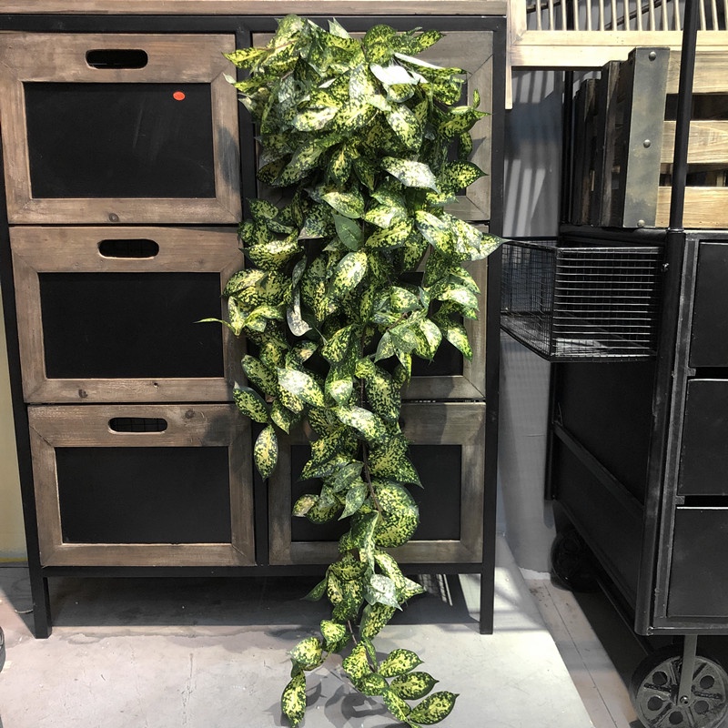 星點藤 Ptt與dcard推薦網拍商品 2021年12月 飛比價格