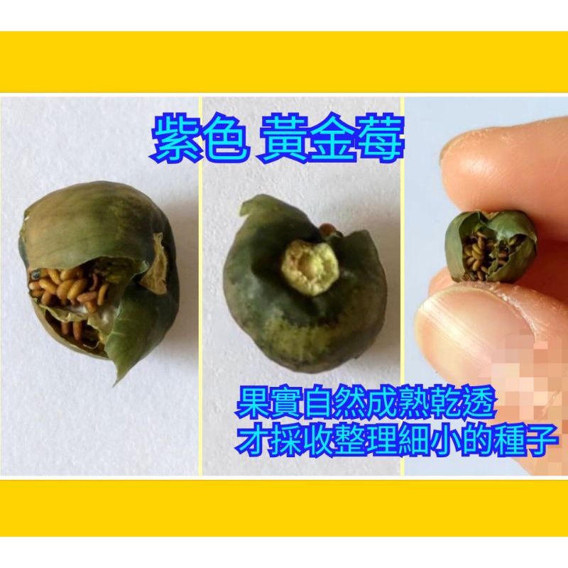 莓果種子的價格推薦 23年2月 比價比個夠biggo