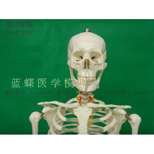 (MD-B_0151)170cm人體骨骼模型骨架人體模型成人骷髏教學模型脊椎全身骨骼