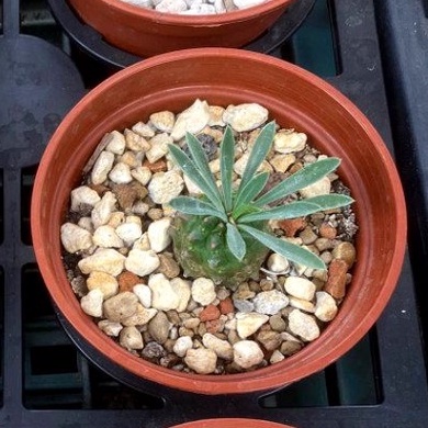 3寸盆 琉璃鐵甲丸 塊根植物 美化綠化盆栽 觀賞植物