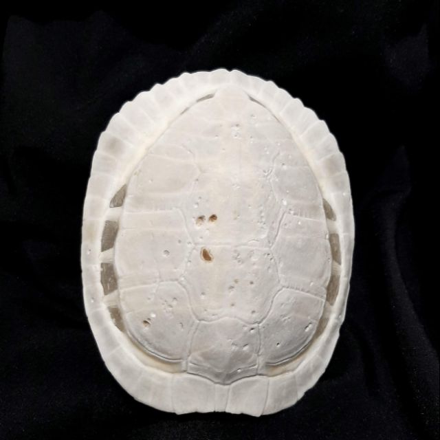 純骨骼巴西龜殼標本/卜卦/標本