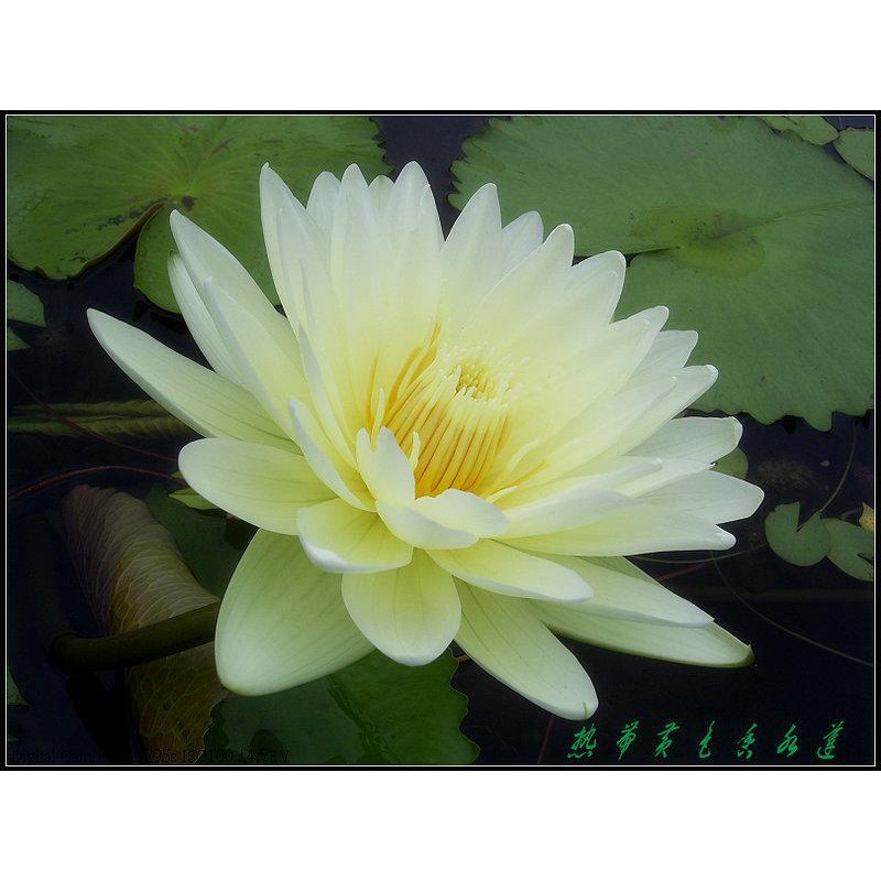 水世界蓮花 泡花茶極品熱帶系香水蓮九品蓮黃色全年帶花 苞成株 蝦皮購物