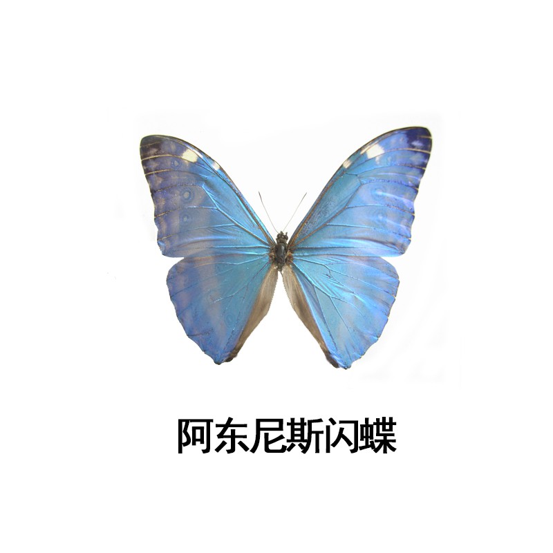 閃蝶標本阿東尼斯閃蝶morpho Adonisa1原蝶標本真蝴蝶標本糖糖百貨 蝦皮購物