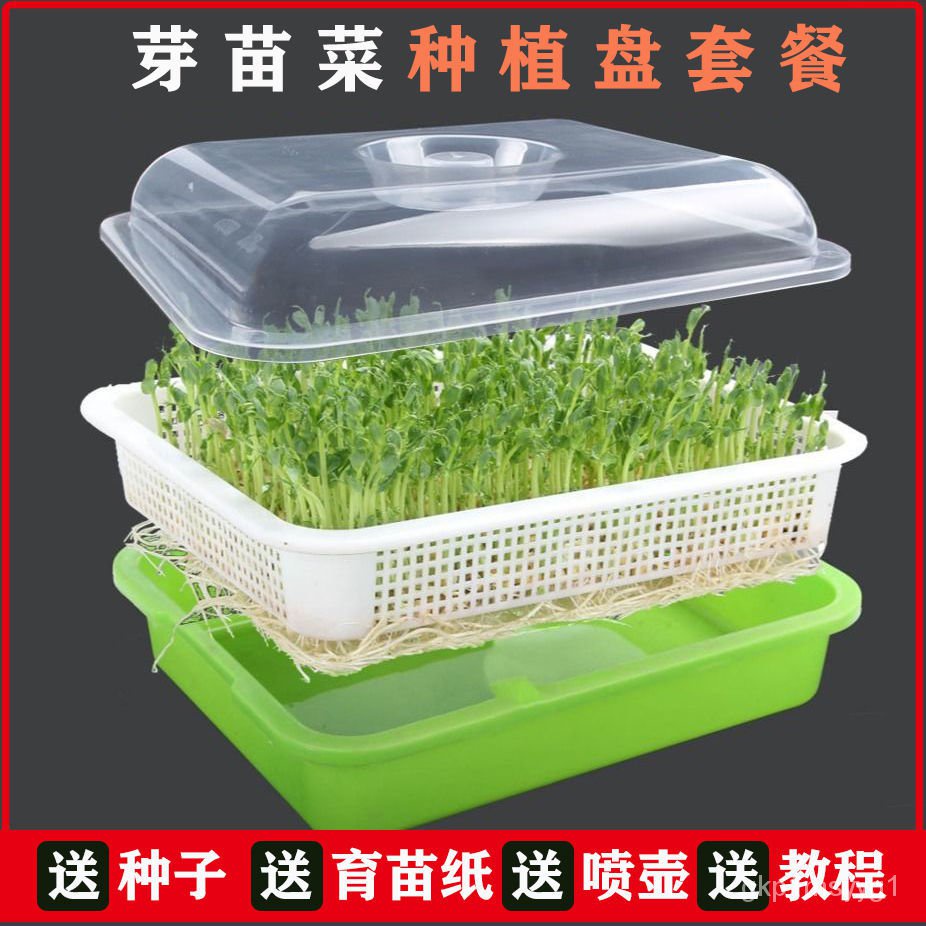 現貨速發 豆芽菜芽苗菜育苗盤豆苗帶蓋保溫種植托盤盆紙上種菜無土水培蔬菜 蝦皮購物