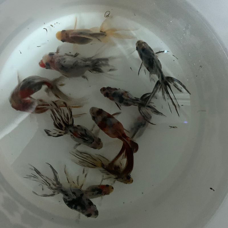 蝶尾飼育方法 Pudish