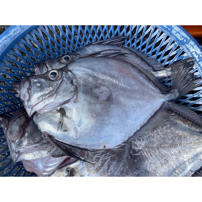 「現」藍海鮮漁-大溪漁港每日現撈「白嘉莉 印章魚」