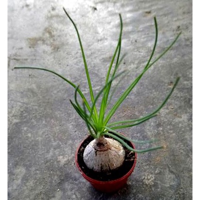 1吋盆哨兵花塊根植物多肉植物室內植物綠化植物 蝦皮購物