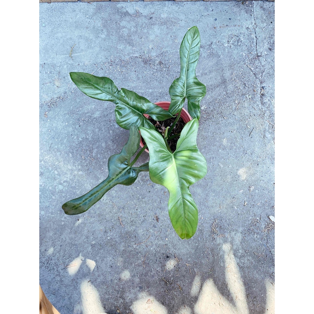 【花無缺❶號】觀葉植物 ⚇琴葉蔓綠絨-頑皮豹蔓綠絨⚉ 5吋盆