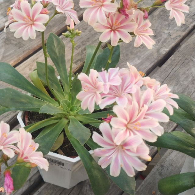 露薇花多肉粉橘色花側芽 蝦皮購物