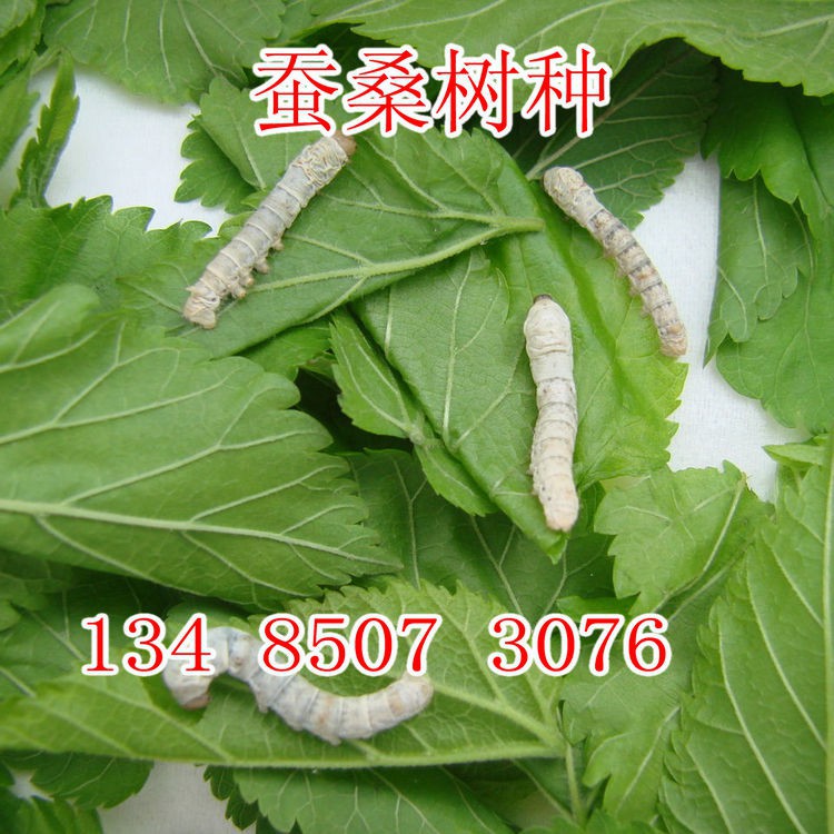 蟲蟲菜園 桑樹種子大葉桂桑桑葚蠶桑種籽強桑農桑特2號桑籽大厚 蝦皮購物