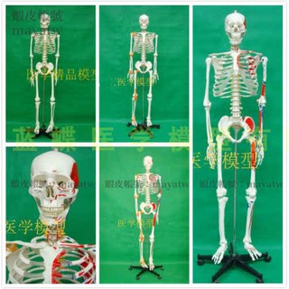 (MD-B_1352)成人一比一人體骨骼模型 肌肉起止點170CM高自然大人體骨架模型