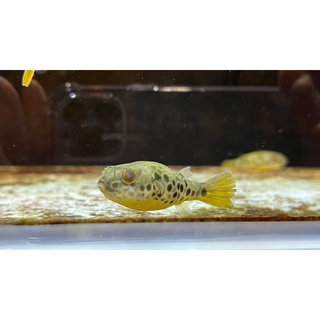 河豚 優惠推薦 23年1月 蝦皮購物台灣