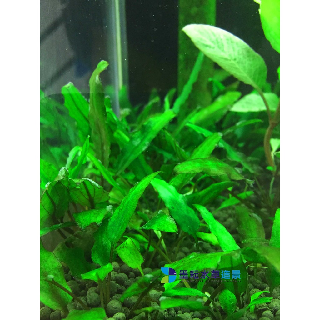 墨耘水草 綠椒草 水中葉 1株 25元前景耐熱不需co2 新手級 蝦皮購物