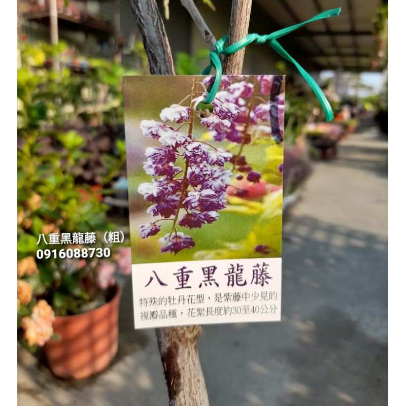 頂上花藝 八重黑龍藤 粗骨 僅兩盆 下單前請聊聊 蝦皮購物