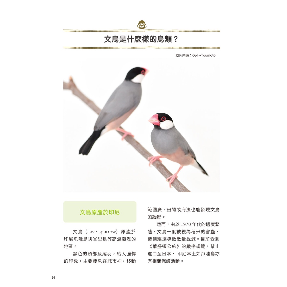 第一次養文鳥就上手 照護 餵食 互動 疾病 健康管理的全方位指南一本通 蝦皮購物
