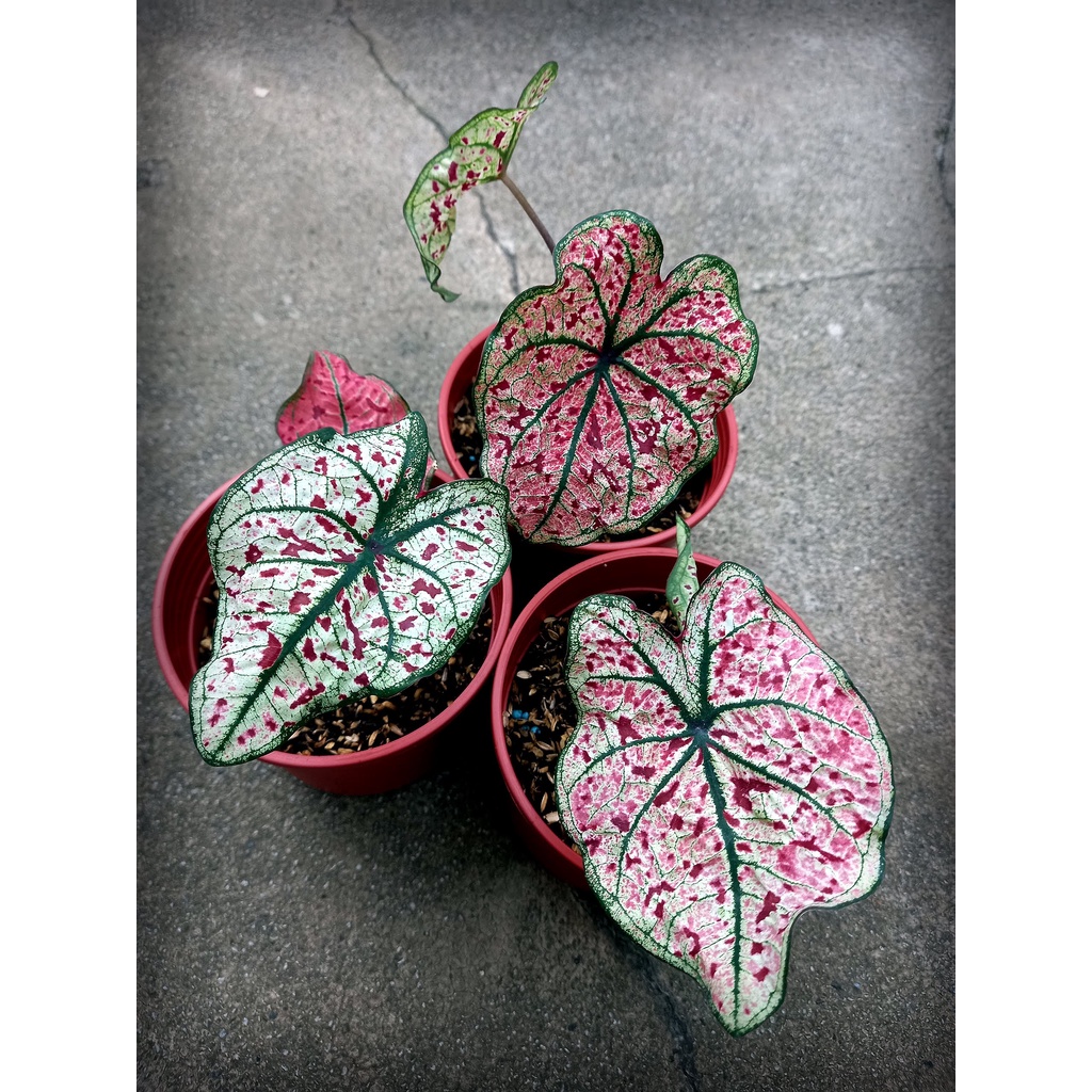 彩葉芋  紅酒飛濺 春櫻落日  Caladium splash of wine