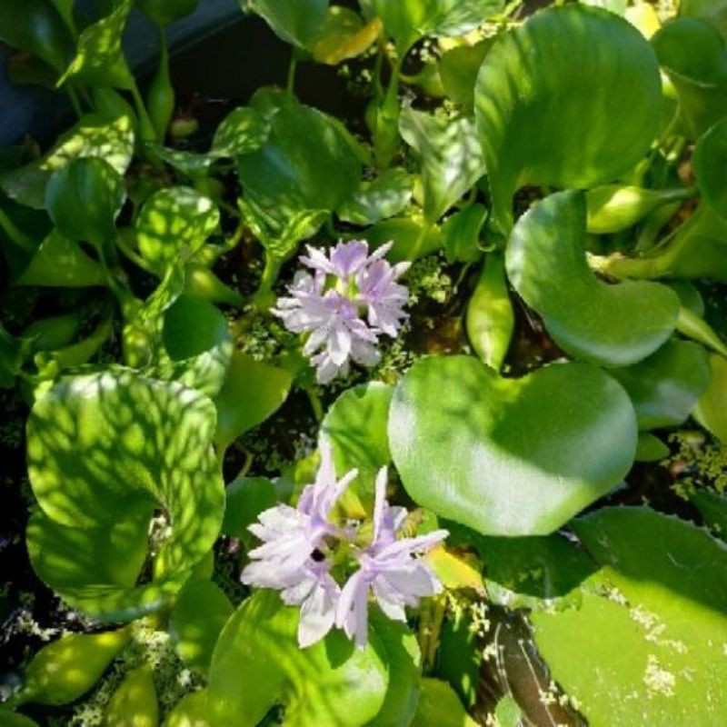水芙蓉 玫瑰水芙蓉 布袋蓮 圓心萍 龍骨瓣杏菜 一葉蓮 台灣滿江紅 印度莕菜 蝦皮購物
