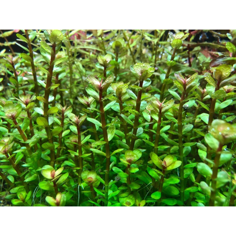 水草控 印度小圓葉1株5元水草水中葉 蝦皮購物