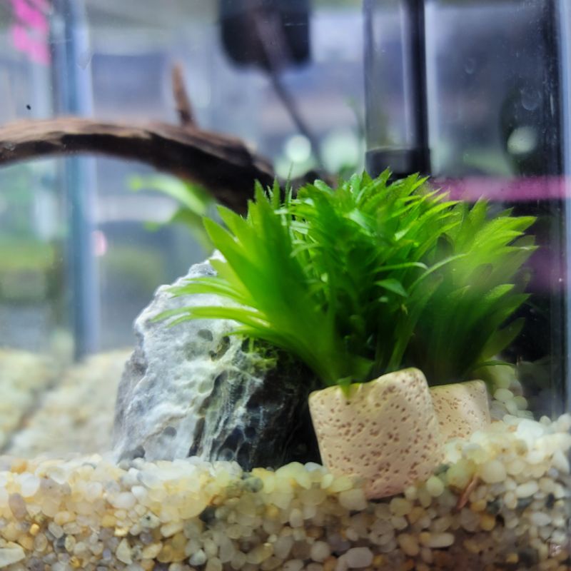 水族 水蘊草環 底砂 亞馬遜河砂 白玉石 大磯砂 美矽砂 圓宜蘭石 黑扁石 紅花崗石 黑曜石 水草砂 蝦皮購物