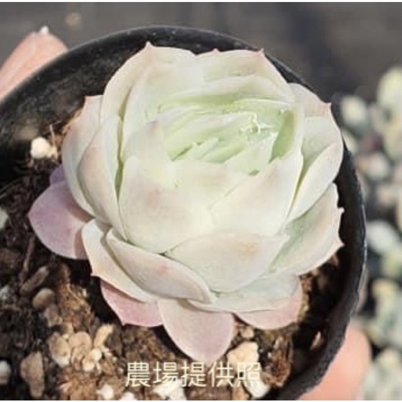 正月 優惠推薦 22年4月 蝦皮購物台灣