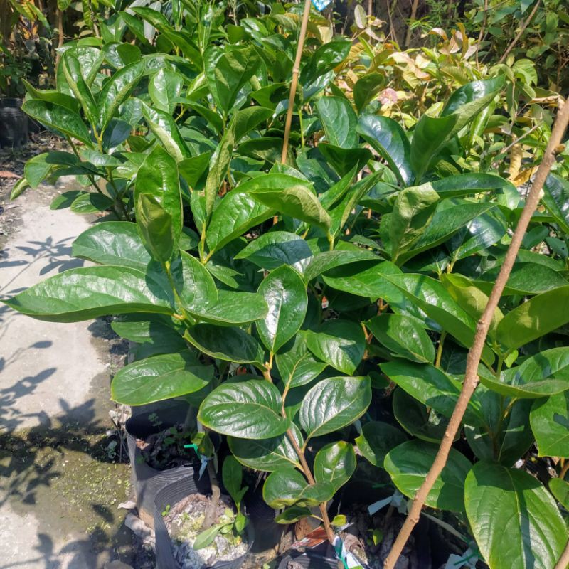 富有甜柿苗甜柿苗嫁接苗水果苗 蝦皮購物