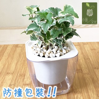 【小品文化】常春藤【現貨】4吋透明懶人盆栽加水更方便 觀葉植物 室內植物 自動吸水 空氣淨化 創意花盆 居家辦公盆花