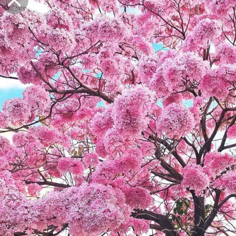 紅花風鈴木 5棵 400 高60 70公分 一箱可入棵 蝦皮購物