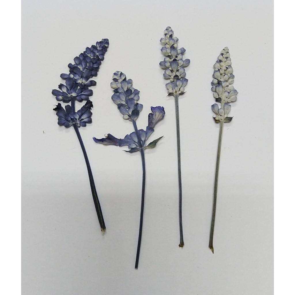 乾燥花押花材料一串紫天然植物標本手作diy 押花畫材料 蝦皮購物