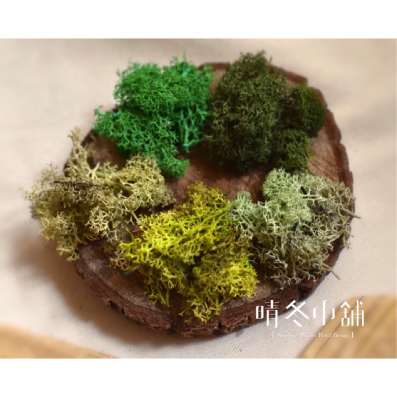 晴冬小舖 進口馴鹿水苔綠色系苔蘚裝飾水苔moss乾燥花花圈花禮園藝盆花婚禮居家佈置建築模型拍照道具多肉植物組盆微景觀