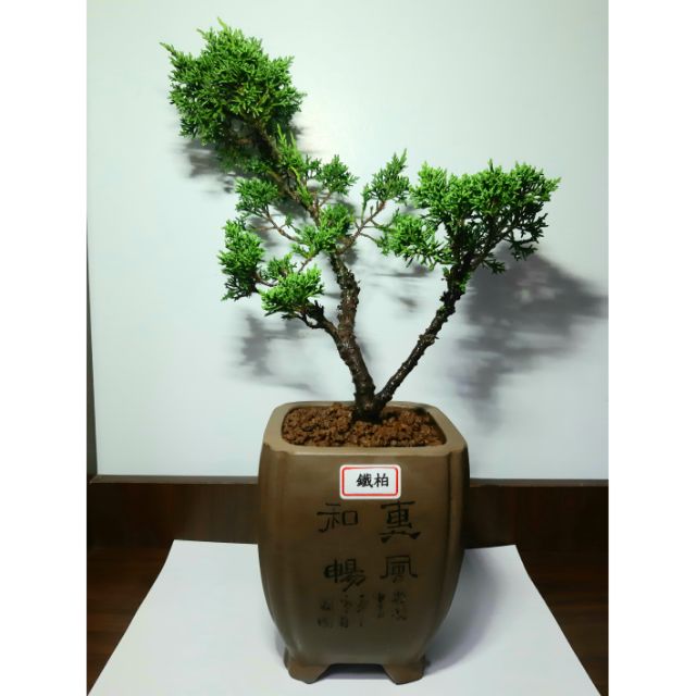鐵柏紀州真柏雙桿天然樹形小品盆栽方形切角紫砂盆樹齡 6年以上紫砂盆落款 紅梅坊潘礦生 蝦皮購物