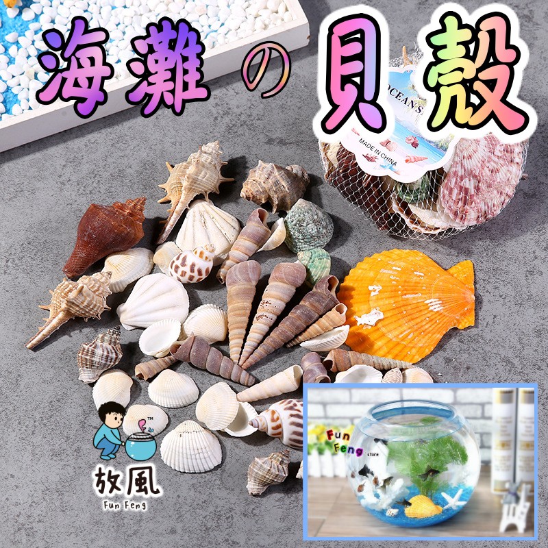 台灣免運出貨【海灘貝殼組】魚缸裝飾|水族造景|貝殼組合|綜合貝殼|貝類|海星|手工材料|海螺|鸚鵡螺|法螺|大貝殼 |