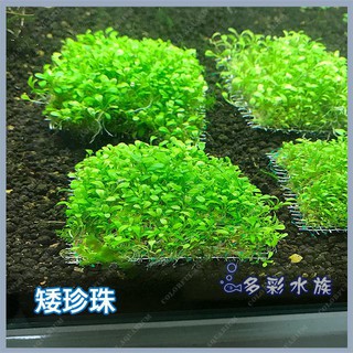 多彩雲水族 天然水草 矮珍珠 前景草 草原景 趴地草 魚缸造景 另有多種真水草莫絲 迷你矮珍珠草 蝦皮購物