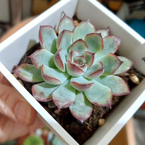 愛特多肉販 景天美紅邊花月夜3號方盆穩根 蝦皮購物