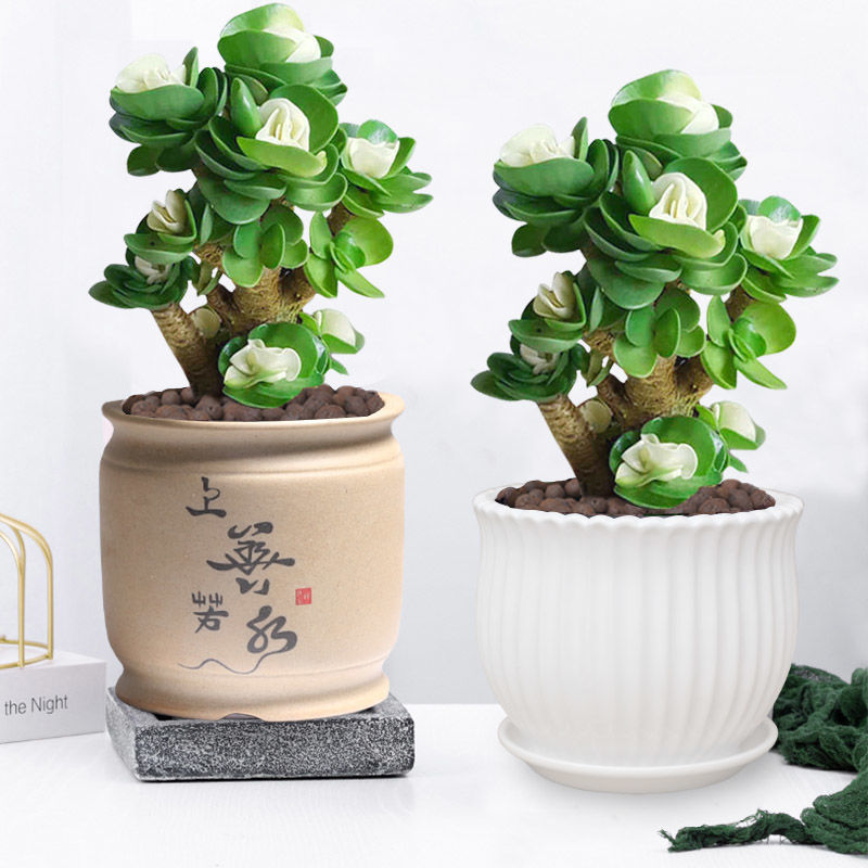 推薦金錢木老樁盆栽多肉植物室內辦公室招財四季常綠防輻射吸甲醛 蝦皮購物