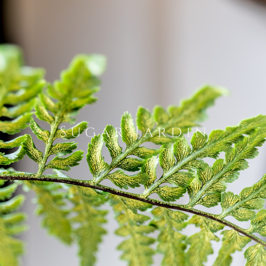 微糖花植間 黃金粉葉蕨 蕨類 觀葉植物 觀葉盆栽 觀賞植物 微糖花植間 蝦皮購物