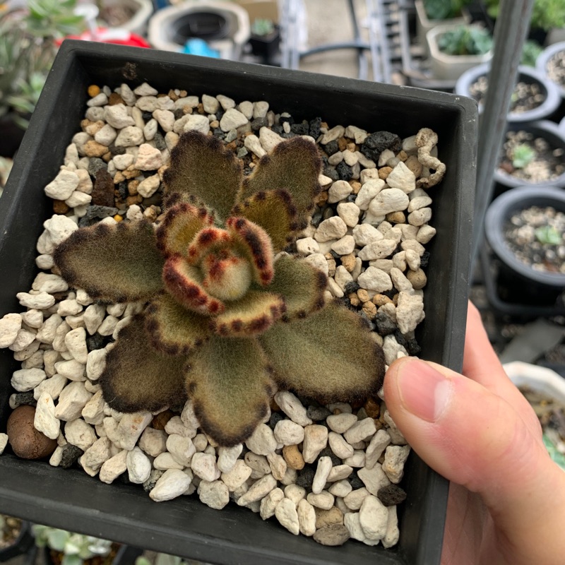 多肉植物熊童子泰迪熊兔子 蝦皮購物