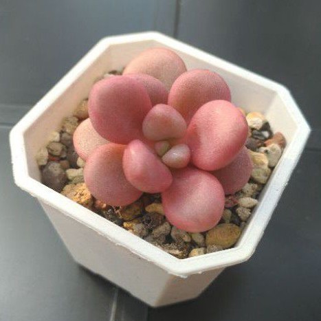 天空花園 多肉植物桃之卵交種桃蛋交種 蝦皮購物