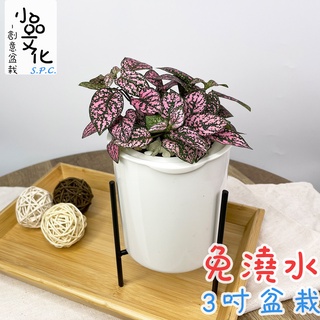 【小品文化】嫣粉蔓【現貨】3吋鐵架免澆水盆栽 懶人盆栽 觀葉植物 室內植物 自動吸水 創意花盆 居家辦公盆花