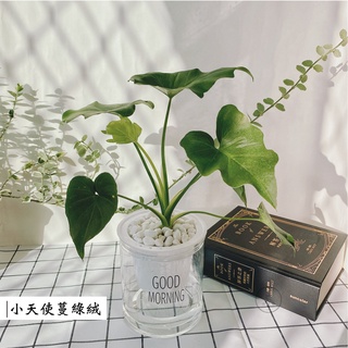 【小天使蔓綠絨】蔓綠絨 室內植物 觀葉植物 免澆水盆栽 懶人花盆 迷你植物 室內植物 創意桌上盆栽