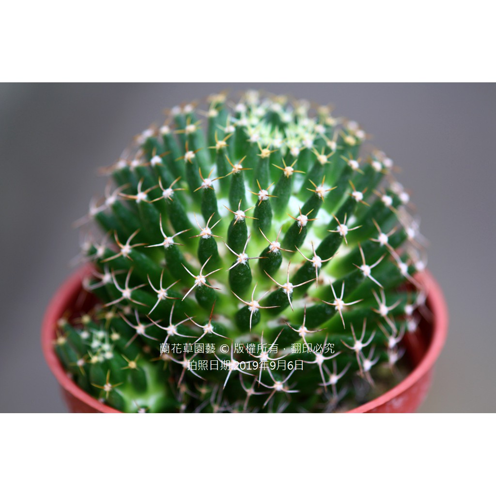 3吋盆 白鳥座 裸根出貨 仙人掌科多肉植物 蘭花草園藝 蝦皮購物