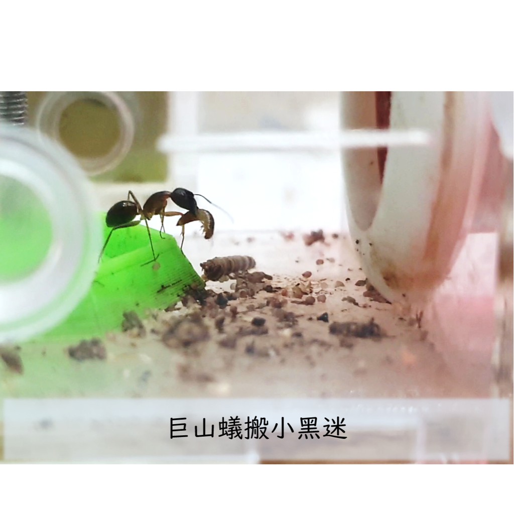 養生蟲蟲 迷你麵包蟲螞蟻蜘蛛壁虎爬蟲蠍子黑迷黃迷九龍蟲洋蟲藥龜 蝦皮購物